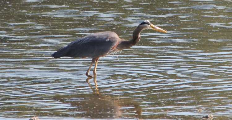 GBH on the Prowl